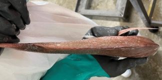 Snapper in Hauraki Gulf found with milky white flesh syndrome, scientists investigating