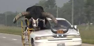 Police pull over man with bull riding shotgun