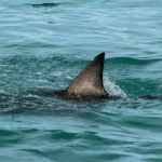 Shark