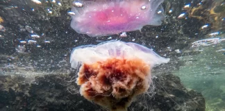 Beach-goers warned as jellyfish wash up in Auckland