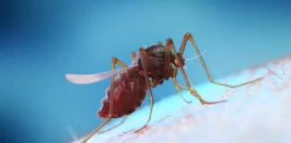 Dengue fever outbreak to be declared in Samoa