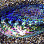 Paua-Tongans-copy