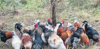 Rescued roosters: ‘They were lucky someone hadn’t let the dogs off’