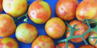 All Australian tomato imports temporarily suspended