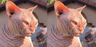 Warning over hairless felines with ‘exaggerated’ features that are being bred in the UK despite serious health issues