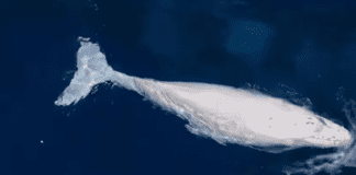 ‘First white humpback born in Tonga’, claims Communication Minister