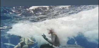 Photo appears to show swimmer sitting on tail of a ‘baby whale’ sparks outrage in Tonga