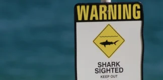 Summer shark sightings: Bay of Plenty, Christchurch beaches closed by lifeguards