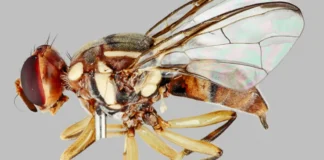 Destructive fruit fly found in South Auckland surveillance trap