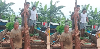 Grower shows off one of the longest ever grown manioc root in Tonga
