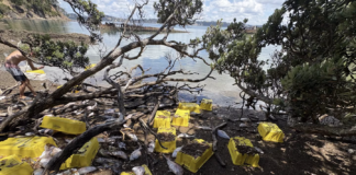 Authorities advised against eating dead snappers washed up on Auckland beaches