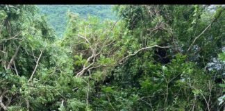 Driver dies after truck crashes into trees in Vava‘u’s Vaipua village