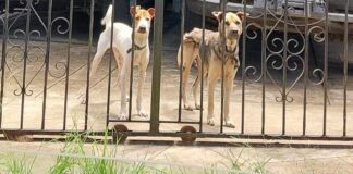 Alarming photo of skinny dogs left behind while family on overseas holiday sparks concerns