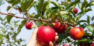 Partner found guilty of sexually assaulting 11yro girl while mother in Australia for fruit picking