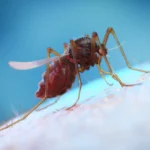 Mosquito