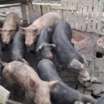 Pig