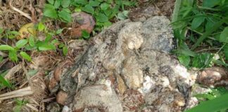 Suspected illegal sea cucumbers in Vava’u as gov’t weighs harvesting ban extension