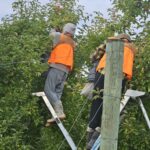 RSE Apple and fruit pickers Tonga 1