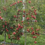 RSE Apple and fruit pickers Tonga 2