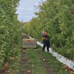 RSE Apple and fruit pickers Tonga 3