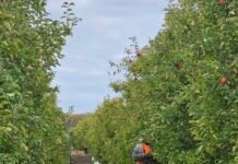 Tongan seasonal worker jailed for stabbing compatriot, leaving victim fearful and forced to return home