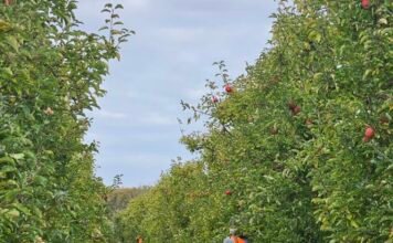 Tongan seasonal worker jailed for stabbing compatriot, leaving victim fearful and forced to return home
