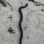 Venomous