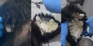 EDITORIAL Tonga’s drug crisis – Are border controls and security measures enough?