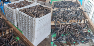 Illegal sea cucumber operation uncovered in Vavaʻu as Tonga considers extending harvesting ban