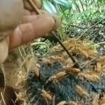 Siaki Bees