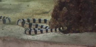 Yellow-bellied sea snake washes up near Great Barrier Island