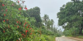 Severe weather disrupts Tonga, schools closed as gale warnings continue