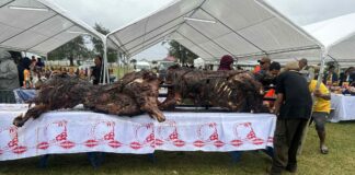Defying gale warnings, Ha’apai church prepares bountiful conference feast