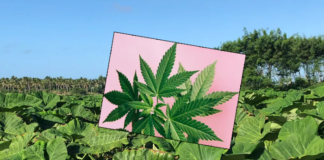 Tonga College student’s discovery of cannabis leads to neighbour’s nearly two-year prison sentence