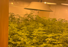 Half a tonne of cannabis seized in raids across Auckland’s west