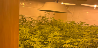 Half a tonne of cannabis seized in raids across Auckland’s west