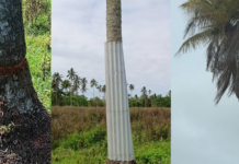 Tonga’s iconic three‑branched coconut tree dying after earlier attempts to cut and poison its roots