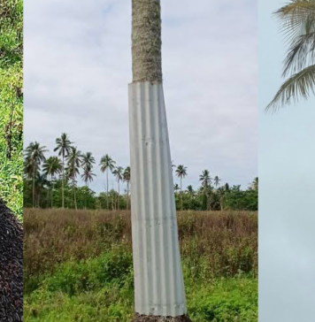 Tonga’s iconic three‑branched coconut tree dying after earlier attempts to cut and poison its roots