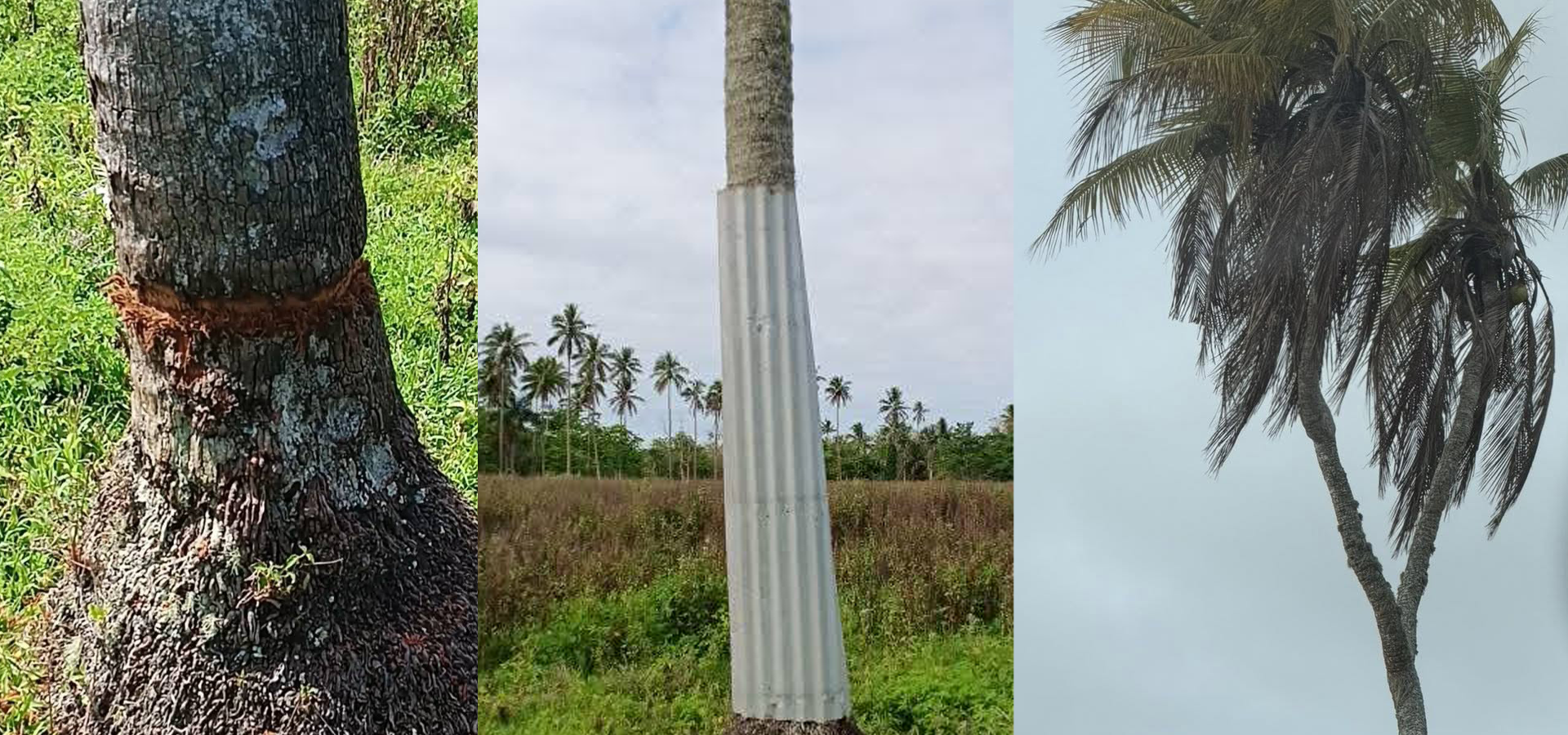 Tonga’s iconic three‑branched coconut tree dying after earlier attempts to cut and poison its roots