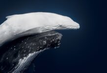 Vava’u whale photo ‘Māhina’ crowned World Nature Photo of the Year