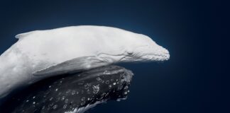 Vava’u whale photo ‘Māhina’ crowned World Nature Photo of the Year