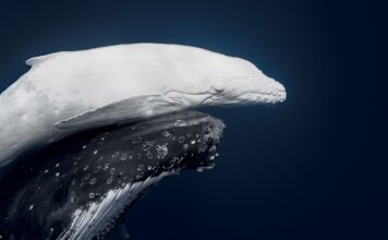 Vava’u whale photo ‘Māhina’ crowned World Nature Photo of the Year