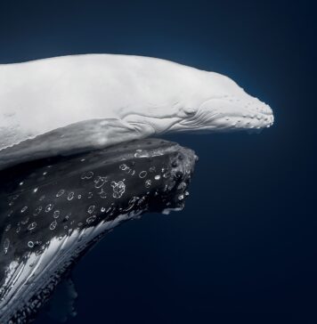Vava’u whale photo ‘Māhina’ crowned World Nature Photo of the Year