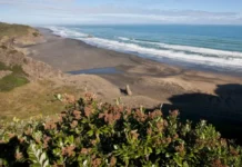 Search underway for fisherman swept off rocks near Piha