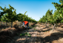 Government reviews RSE visa scheme, report calls for reform