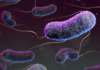 What is E coli bacteria contamination, and what does it mean for your health?