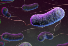 What is E coli bacteria contamination, and what does it mean for your health?