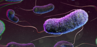 What is E coli bacteria contamination, and what does it mean for your health?