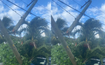 Car crashes into power pole, causing damage in Tonga