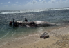 Giant sperm whale found dead on ʻEua shoreline